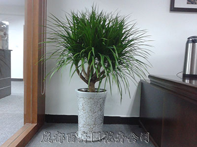 成都植物租賃:盆栽植物養(yǎng)護,您必須知道的幾點